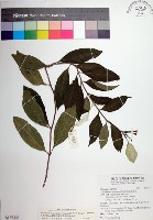 寶島玉葉金花藏品圖，第1張