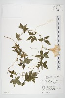 番仔藤藏品圖，第1張