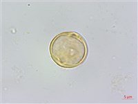小葉樹蘭藏品圖，第2張