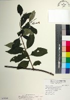 寶島玉葉金花藏品圖，第1張