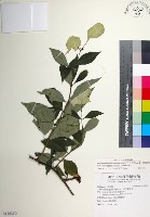 寶島玉葉金花藏品圖，第1張