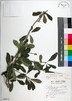 柘樹藏品圖，第1張