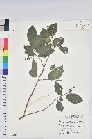 枯里珍藏品圖，第1張