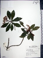 樹杞藏品圖，第1張