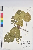 血桐藏品圖，第1張