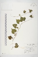 野牽牛藏品圖，第1張