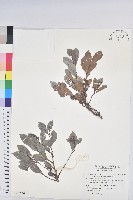 細葉饅頭果藏品圖，第1張