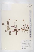 倒卵葉裂緣花藏品圖，第1張