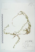 土丁桂藏品圖，第1張