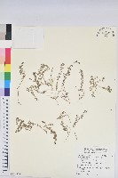 新竹地錦藏品圖，第1張