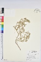 假葉下珠藏品圖，第1張