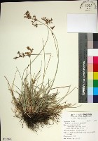 乾溝飄拂草藏品圖，第1張