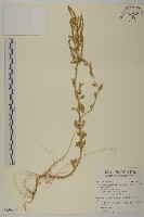 變葉藜藏品圖，第1張