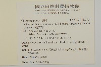 變葉藜藏品圖，第2張