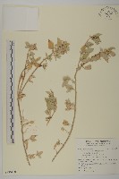 臺灣濱藜藏品圖，第1張