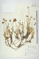 天人菊藏品圖，第1張