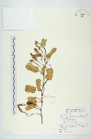 馬鞍藤藏品圖，第1張