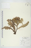 南國小薊藏品圖，第1張
