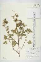 蒼耳、羊帶來藏品圖，第1張