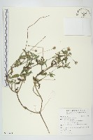 長柄菊藏品圖，第1張