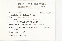 天人菊藏品圖，第2張