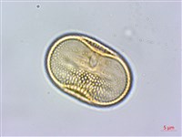 密毛爵床、澎湖爵床藏品圖，第2張