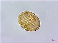 密毛爵床、澎湖爵床藏品圖，第3張