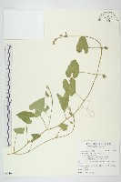 白花牽牛藏品圖，第1張