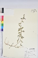 飛揚草藏品圖，第1張