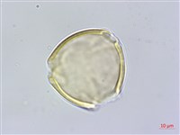 澎湖大豆藏品圖，第1張