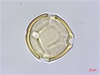 澎湖大豆藏品圖，第2張