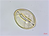 澎湖大豆藏品圖，第3張