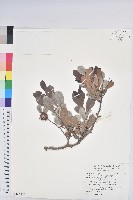 細葉饅頭果藏品圖，第1張