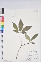 臺灣土沉香藏品圖，第1張