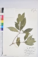 臺灣土沉香藏品圖，第1張