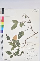 南仁五月茶藏品圖，第1張