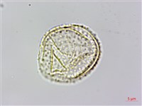 耳葉菝契、抱莖菝契、穿鞘菝契藏品圖，第2張