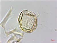 耳葉菝契、抱莖菝契、穿鞘菝契藏品圖，第3張