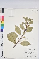 土沉香藏品圖，第1張