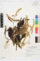 升麻藏品圖，第1張