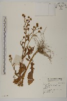 登錄號:S136489藏品圖，第1張