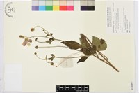 草玉梅藏品圖，第1張