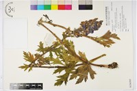 登錄號:S136505藏品圖，第1張