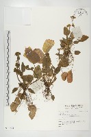 登錄號:S136522藏品圖，第1張