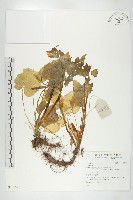 登錄號:S136525藏品圖，第1張