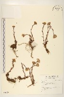 登錄號:S136529藏品圖，第1張