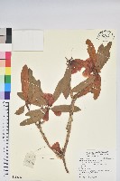 綿毛杜鵑藏品圖，第1張