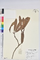 光柱杜鵑藏品圖，第1張