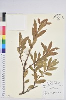 登錄號:S136535藏品圖，第1張