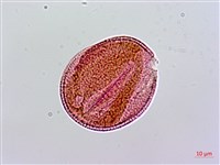 登錄號:S136556藏品圖，第1張